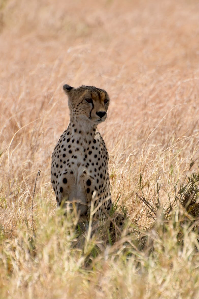 Cheetah Serengeti Tanzania